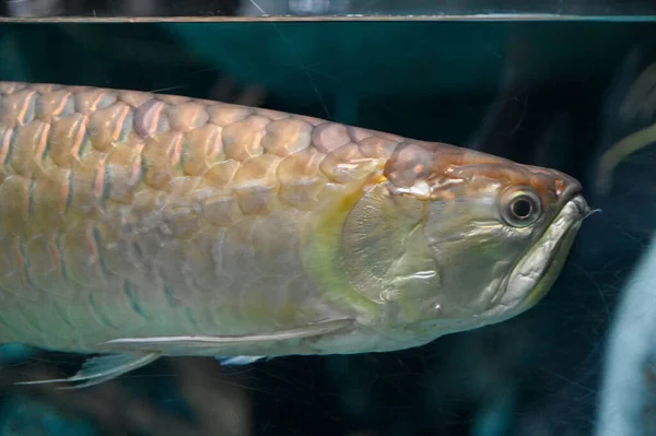 기가스 물고기 Arapaima Gigas Fish 물고기 수족관에서 헤엄치는 피라루쿠로 도알려져 — 스톡 사진