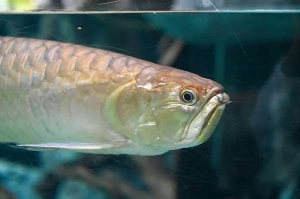 기가스 물고기 Arapaima Gigas Fish 물고기 수족관에서 헤엄치는 피라루쿠로 도알려져 — 스톡 사진