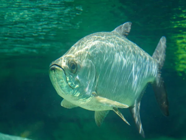 Büyük balık akvaryumunda yüzen gümüş kral olarak da bilinen Atlantik tarpon balığı. Atlantik tarponu (