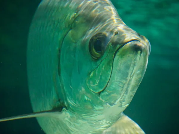Atlantic Tarpon Fish Also Known Silver King Swimming Big Fish — Stock Photo, Image