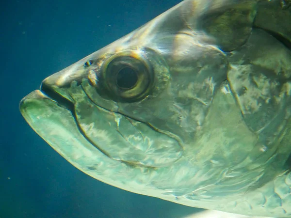 Pescado Sábalo Atlántico También Conocido Como Rey Plata Nadando Acuario — Foto de Stock