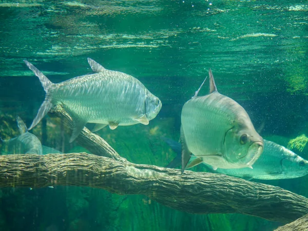 Tarpon Atlantycki Znany Również Jako Srebrny Król Pływający Akwarium Dużymi — Zdjęcie stockowe