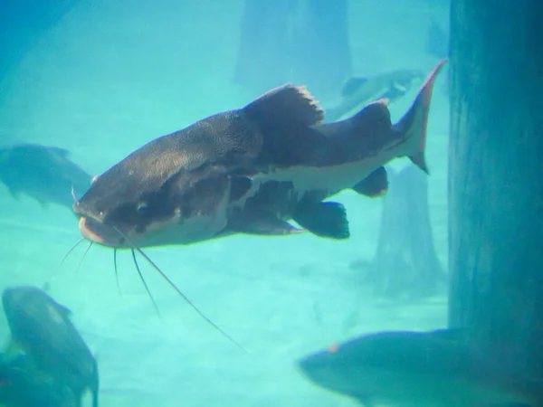Big Catfish Pływanie Akwarium Akwarium — Zdjęcie stockowe