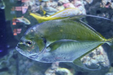 Dev trevally (Caranx ignobilis), aynı zamanda mütevazı trevally, trevally, dev kingfish veya ulua olarak da bilinir.