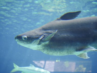 Mekong dev yayın balığı (Pangasianodon gigas), akvaryumda yüzen büyük bir balık türü.