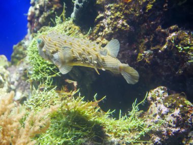 Akvaryum akvaryum akvaryumunda çizgili burra balığı (Chilomycterus schoepfi)