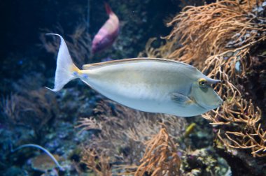 Turuncu omurga unicornfish olarak da bilinir, ayrıca Naso lituratus olarak da bilinir, tek yanaklı unicornfish, naso tang, ve akvaryum akvaryumunda yüzen turuncu omurga unicorn balığı.