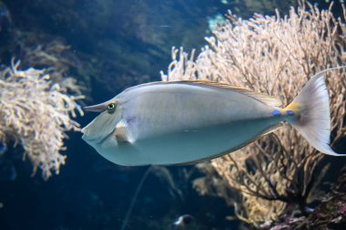 Turuncu omurga unicornfish olarak da bilinir, ayrıca Naso lituratus olarak da bilinir, tek yanaklı unicornfish, naso tang, ve akvaryum akvaryumunda yüzen turuncu omurga unicorn balığı.
