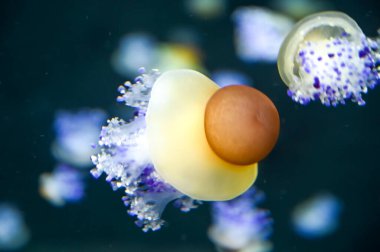 Yumurta sarısı denizanası olarak da bilinen kızarmış yumurta denizanası Akvaryum Denizanası akvaryumunda yüzen Phacellophora camtschatica