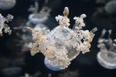 Beyaz benekli denizanası Phyllorhiza punctata, yüzen çan, Avustralya benekli denizanası, kahverengi denizanası ya da akvaryum akvaryumunda yüzen beyaz benekli denizanası olarak da bilinir.