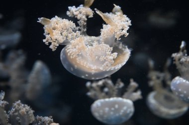 Beyaz benekli denizanası Phyllorhiza punctata, yüzen çan, Avustralya benekli denizanası, kahverengi denizanası ya da akvaryum akvaryumunda yüzen beyaz benekli denizanası olarak da bilinir.