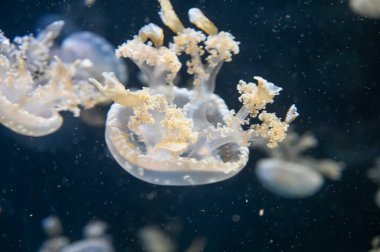 Beyaz benekli denizanası Phyllorhiza punctata, yüzen çan, Avustralya benekli denizanası, kahverengi denizanası ya da akvaryum akvaryumunda yüzen beyaz benekli denizanası olarak da bilinir.