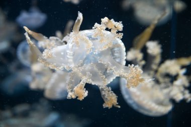 Beyaz benekli denizanası Phyllorhiza punctata, yüzen çan, Avustralya benekli denizanası, kahverengi denizanası ya da akvaryum akvaryumunda yüzen beyaz benekli denizanası olarak da bilinir.