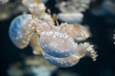 Beyaz benekli denizanası Phyllorhiza punctata, yüzen çan, Avustralya benekli denizanası, kahverengi denizanası ya da akvaryum akvaryumunda yüzen beyaz benekli denizanası olarak da bilinir.