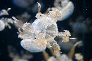 Beyaz benekli denizanası Phyllorhiza punctata, yüzen çan, Avustralya benekli denizanası, kahverengi denizanası ya da akvaryum akvaryumunda yüzen beyaz benekli denizanası olarak da bilinir.