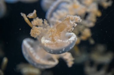 Beyaz benekli denizanası Phyllorhiza punctata, yüzen çan, Avustralya benekli denizanası, kahverengi denizanası ya da akvaryum akvaryumunda yüzen beyaz benekli denizanası olarak da bilinir.