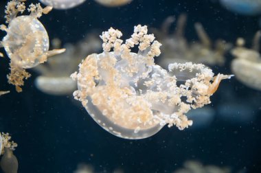 Beyaz benekli denizanası Phyllorhiza punctata, yüzen çan, Avustralya benekli denizanası, kahverengi denizanası ya da akvaryum akvaryumunda yüzen beyaz benekli denizanası olarak da bilinir.