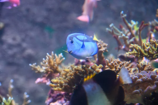 Μπλε Tang Ψάρια Επίσης Γνωστή Paracanthurus Hepatus Βασιλικό Μπλε Tang — Φωτογραφία Αρχείου