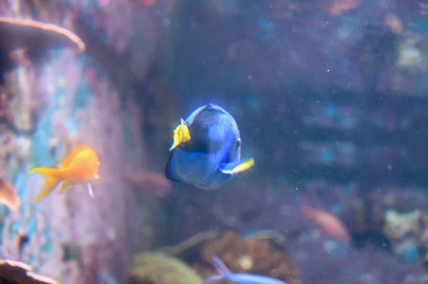 Blue Tang Fish Also Known Paracanthurus Hepatus Royal Blue Tang — Stock Photo, Image