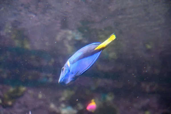 파라찬 Paracanthurus Hepatus 왕립푸른 물고기 태평양 섭금류푸른 물고기 수족관에서 헤엄치는 — 스톡 사진