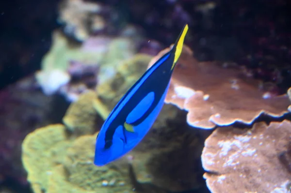 파라찬 Paracanthurus Hepatus 왕립푸른 물고기 태평양 섭금류푸른 물고기 수족관에서 헤엄치는 — 스톡 사진