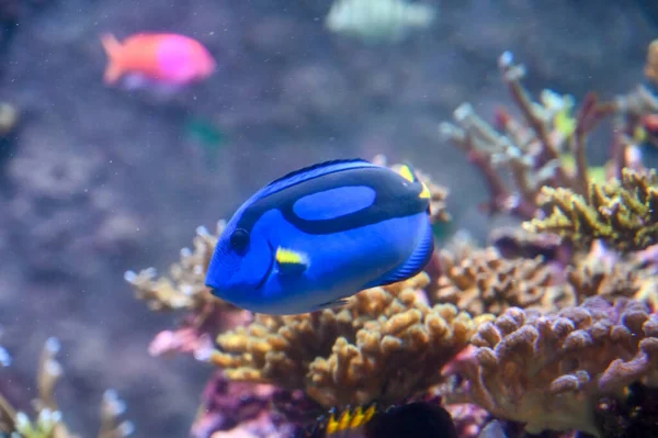 Blue tang fish also known as Paracanthurus hepatus, royal blue tang, hippo tang, blue hippo tang, flagtail surgeonfish, Pacific regal blue tang, and blue surgeonfish swimming in fish tank aquarium.