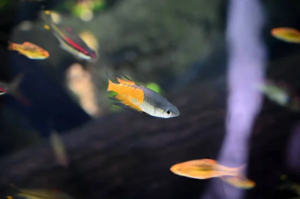 Small Fishes swimming in Aquarium Fish Tank