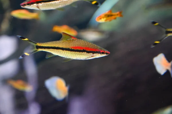 Peces Pequeños Nadando Acuario Fish Tank — Foto de Stock