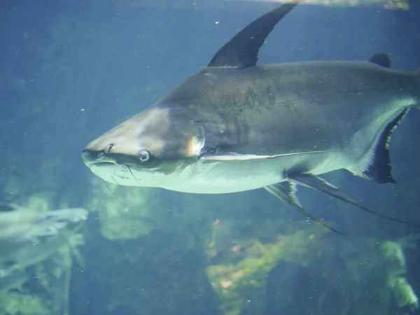 Mekong giant catfish (Pangasianodon gigas) is a large, threatened species of catfish swimming in aquarium big fish tank