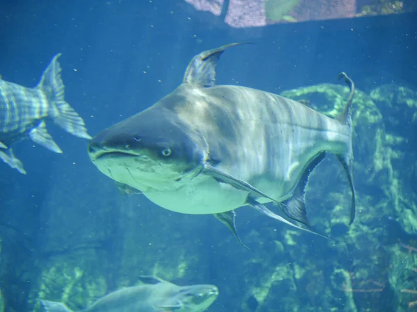 Mekong Giant Catfish Pangasianodon Gigas Large Threatened Species Catfish Swimming — Stock Photo, Image