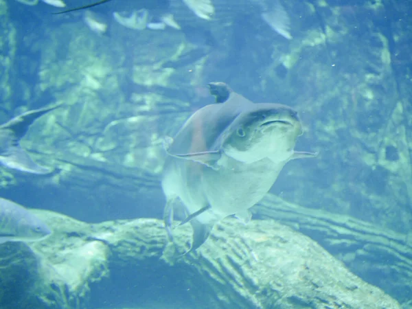 Mekong Giant Catfish Pangasianodon Gigas Large Threatened Species Catfish Swimming — Stock Photo, Image