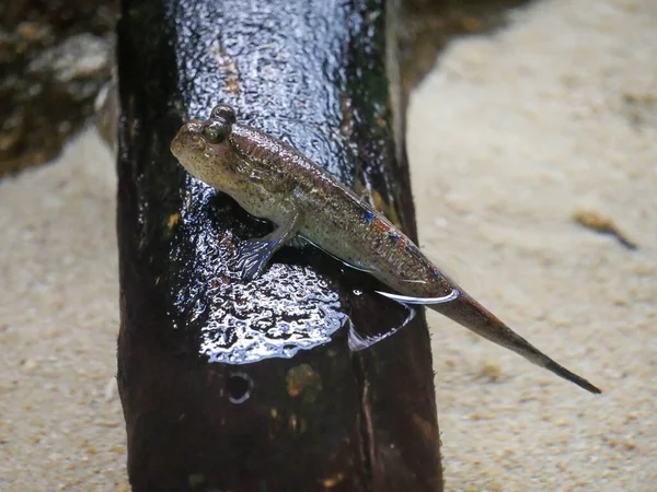 Peștele Mudskipper Este Pește Amfibiu Ele Sunt Cunoscute Pentru Aspectul — Fotografie, imagine de stoc