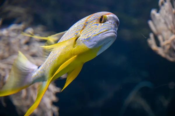 Narancssárga Csíkos Tőkehal Balistapus Undulatus Úszás Akváriumi Akváriumban — Stock Fotó