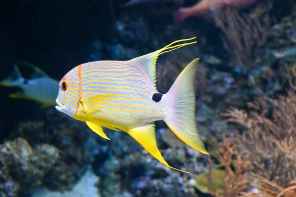 Orange Lined Triggerfish Balistapus Undulatus Swimming Aquarium Fish Tank — Stock Photo, Image
