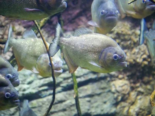 Red Bellied Piranha 수족관 수족관에서 헤엄치는 피라냐 Pygocentrus Nattereri 라고도 — 스톡 사진