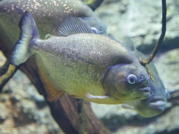 Piranha Barriga Vermelha Também Conhecida Como Piranha Vermelha Pygocentrus Nattereri — Fotografia de Stock