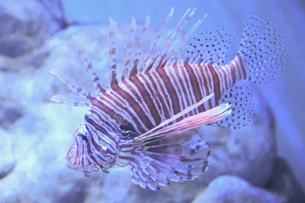 Короткоплавниковая Карликовая Крылатка Известная Dendrochirus Brachypterus Карликовые Крылатые Рыбы Короткоплавниковые — стоковое фото