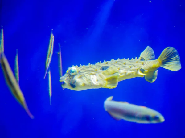 Burrfish Listrado Chilomycterus Schoepfi Aquário Aquário — Fotografia de Stock