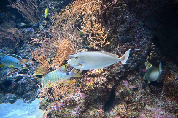 Oranžová Páteř Jednorožec Také Známý Jako Naso Lituratus Barcheek Unicornfish — Stock fotografie