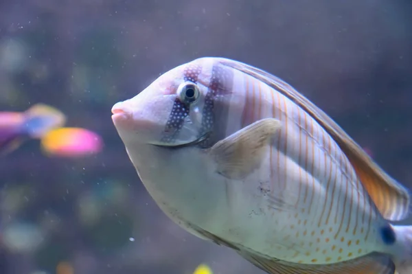 Unicórnio Também Conhecido Como Peixe Naso Nadando Aquário Aquário — Fotografia de Stock