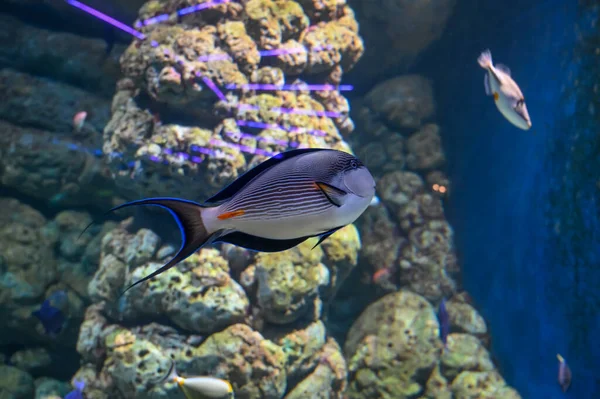 Unicornfish También Conocido Como Pez Naso Nadando Acuario Tanque Peces — Foto de Stock