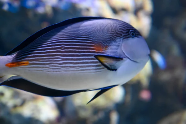 Unicornfish Also Known Naso Fish Swimming Aquarium Fish Tank — Stock Photo, Image