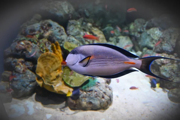 Unicornfish Also Known Naso Fish Swimming Aquarium Fish Tank — Stock Photo, Image