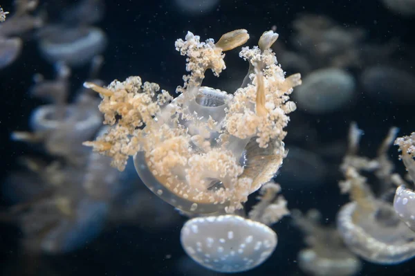 Beyaz benekli denizanası Phyllorhiza punctata, yüzen çan, Avustralya benekli denizanası, kahverengi denizanası ya da akvaryum akvaryumunda yüzen beyaz benekli denizanası olarak da bilinir.