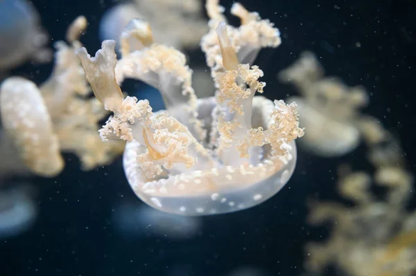 White spotted jellyfish also known as Phyllorhiza punctata, floating bell, Australian spotted jellyfish, brown jellyfish or the white-spotted jellyfish swimming in aquarium jelly fish tank