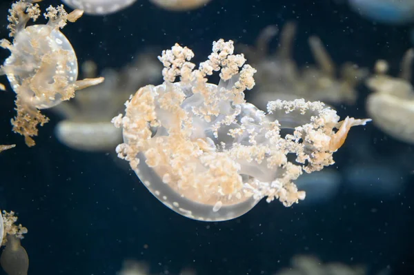 Beyaz benekli denizanası Phyllorhiza punctata, yüzen çan, Avustralya benekli denizanası, kahverengi denizanası ya da akvaryum akvaryumunda yüzen beyaz benekli denizanası olarak da bilinir.