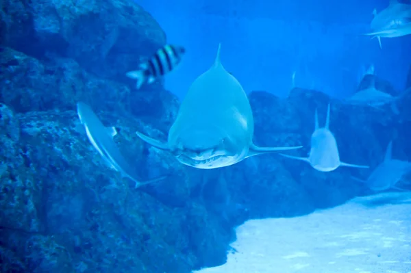 Big Sharks Swimming Aquarium Shark Fish Tank Sharks Found Deep — Stock Photo, Image