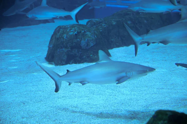 Büyük Köpekbalıkları Akvaryum Köpekbalığı Akvaryumu Nda Yüzüyor Dünya Okyanusları Boyunca — Stok fotoğraf