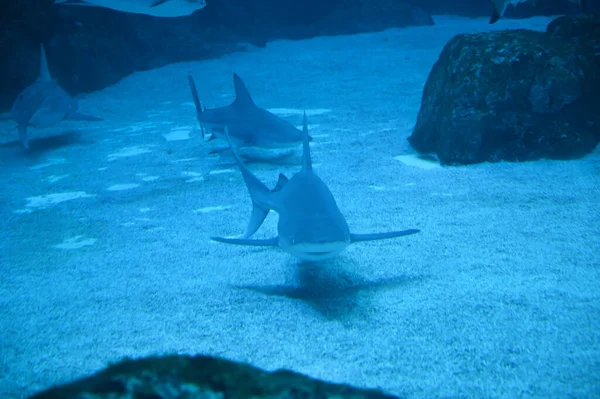 Big Sharks Swimming Aquarium Shark Fish Tank Sharks Found Deep — Stock Photo, Image