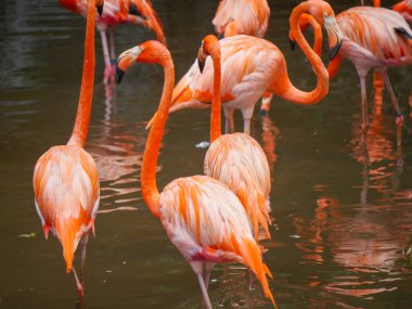 Karayip flamingoları ya da Amerikan flamingosu (Phoenicopterus ruber) su nehrinde dinlenen büyük bir flamingo türüdür.